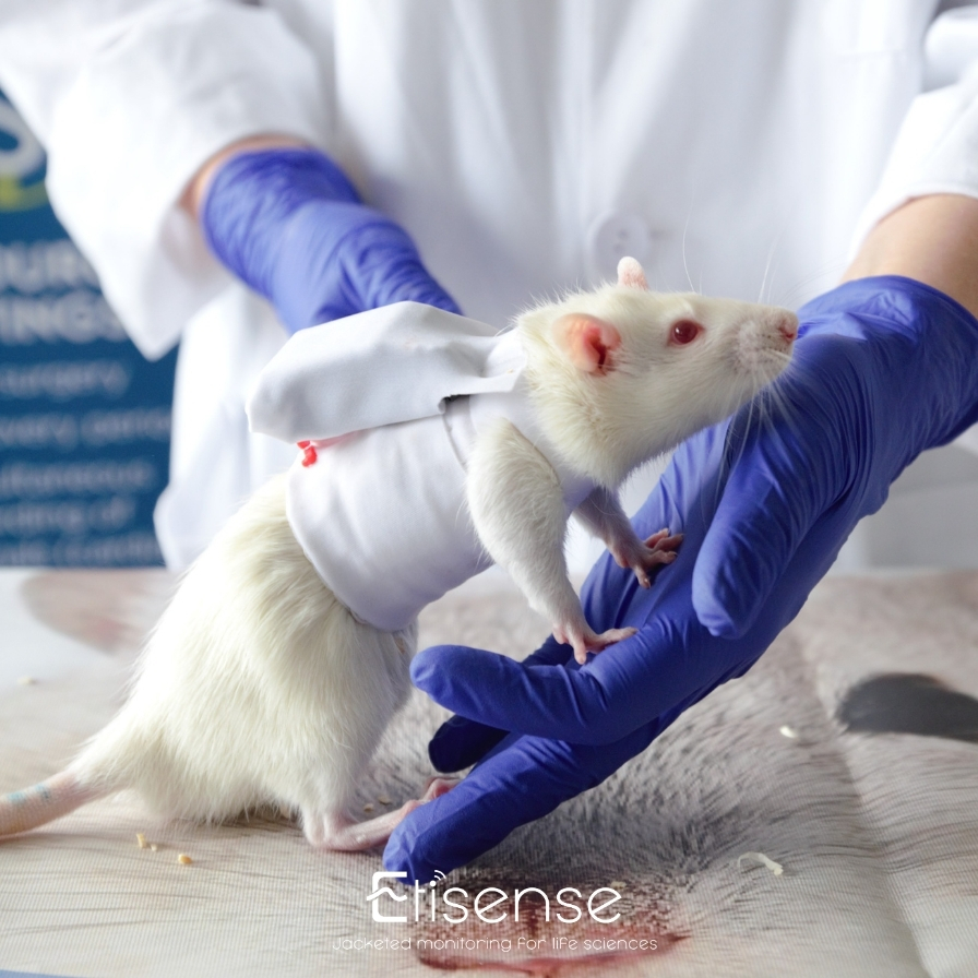 DECRO_equipped_rat.jpg